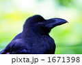 不忍池のハシブトガラス 1671398