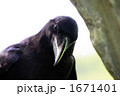 不忍池のハシブトガラス 1671401