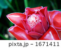 熱帯の花・トーチジンジャー 1671411