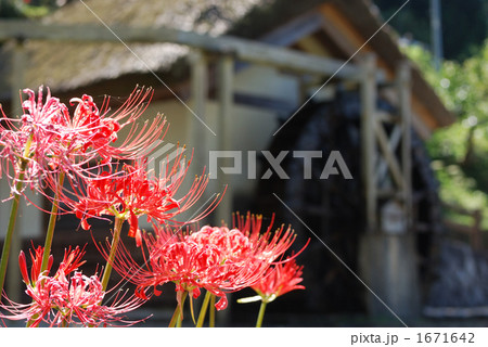 奈良　仏隆寺前の水車小屋と彼岸花 1671642