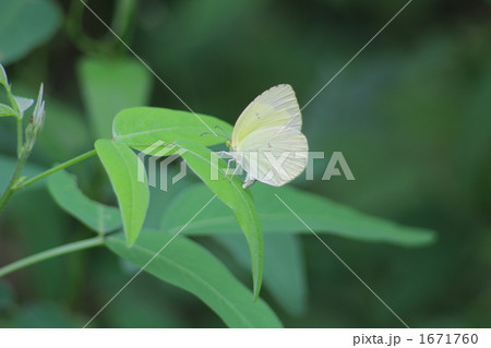 キチョウのメス・産卵中 1671760