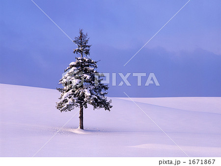 雪原とクリスマスツリーⅡ 雪原とクリスマスツリーⅡ 1671867