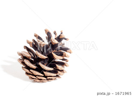 マツボックリ マツボックリ 1671965