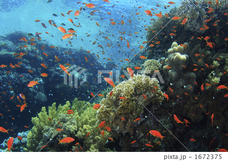 紅海のキンギョハナダイ 1672375