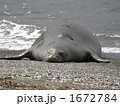 モンクアザラシ 1672784