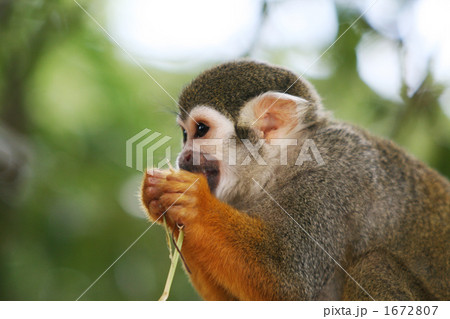 動物 猿 食事の写真素材