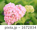 恋する紫陽花 1672834