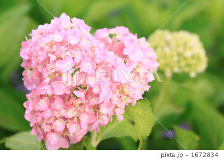 恋する紫陽花 恋する紫陽花 1672834