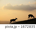 若草山の夕刻 1672835