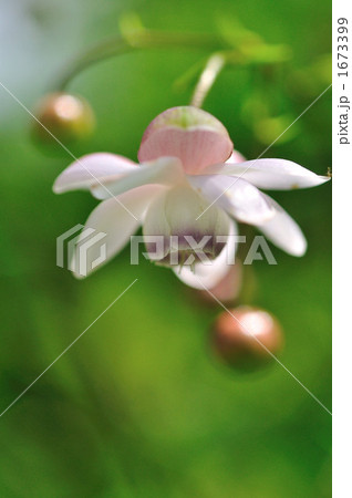 レンゲショウマ 1673399