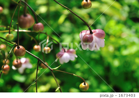 レンゲショウマ 1673403