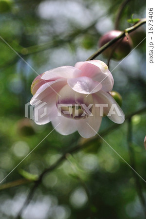 レンゲショウマ 1673406