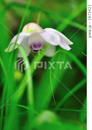 レンゲショウマ 1673421