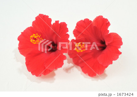 南国リゾートのイメージに。赤いハイビスカスの花。 南国リゾートのイメージに。赤いハイビスカスの花。 1673424