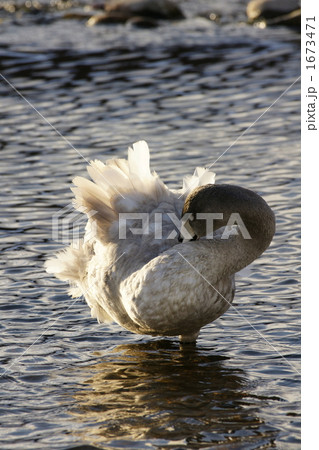 毛づくろい 毛づくろい 1673471
