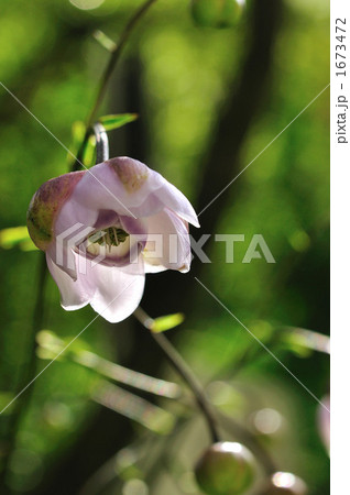 レンゲショウマ 1673472