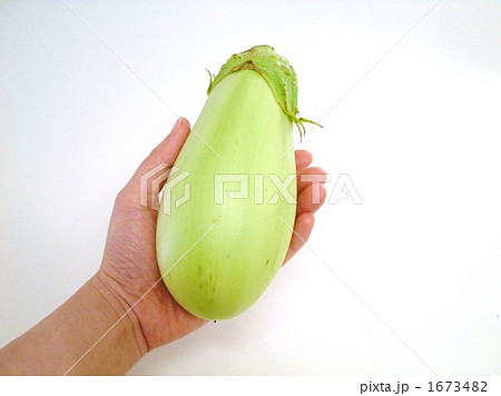 採れたて白ナス 採れたて白ナス 1673482