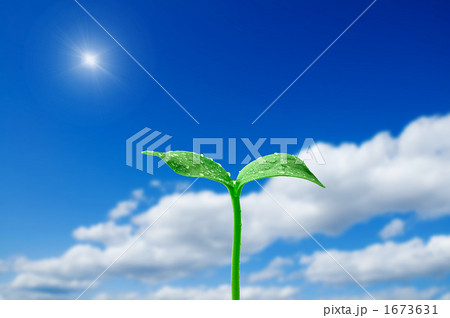 新芽 1673631