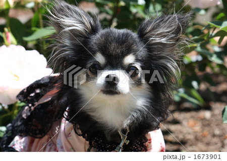 薔薇とチワワ 1673901