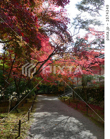 二尊院の紅葉 1674349