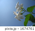 青空に映えるピカケの花　横 1674761