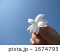 子供が青空に翳すピカケの花　横 1674793