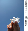 子供が青空に翳すピカケの花　縦 1674808