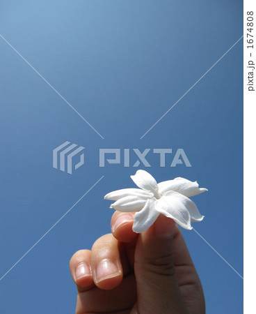 子供が青空に翳すピカケの花 縦 子供が青空に翳すピカケの花 縦 1674808