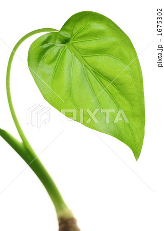 シマクワズイモ シマクワズイモ 1675302