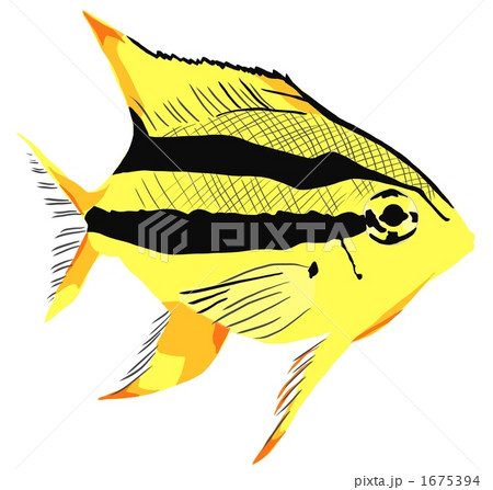 ヒレナガスズメダイ 1675394