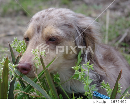 いい匂い 1675462