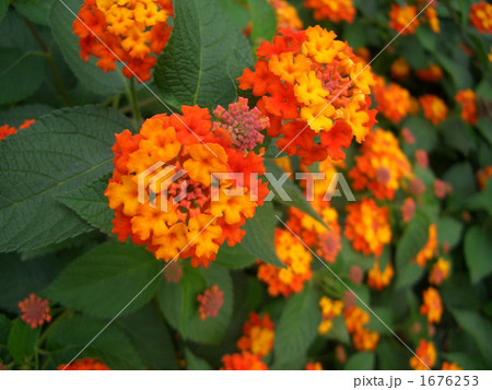 オレンジのランタナ 1676253