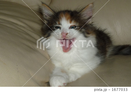 ノルウェージャン ノルウェージャン 1677033