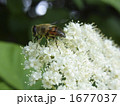 ミツバチ1 ミツバチ1 1677037