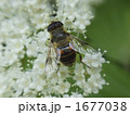 ミツバチ2 ミツバチ2 1677038