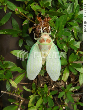 ア゛ブラゼミの羽化 1677534