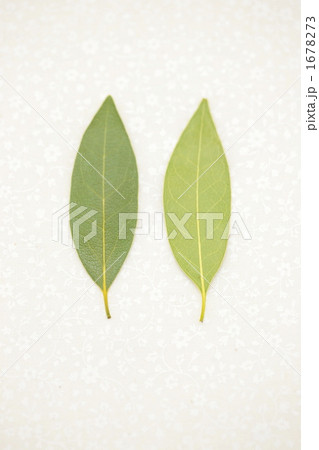 ハーブ ハーブ 1678273