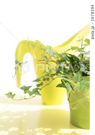 水やり 1678394