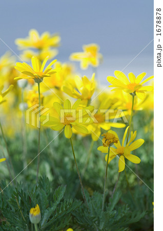 ユリオプスデイジーの花 1678878
