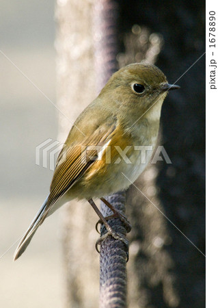 ルリビタキの雌のアップ ルリビタキの雌のアップ 1678890