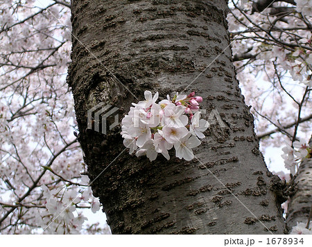 桜の幹の写真素材