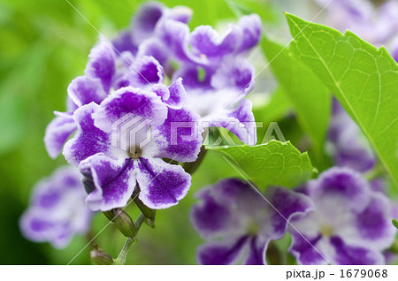 デュランタの花 1679068