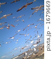 鳥と海 1679669