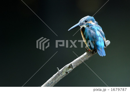 止まり木のカワセミ 1679787