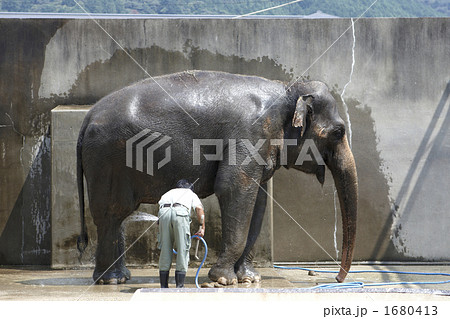 像の水浴び 像の水浴び 1680413