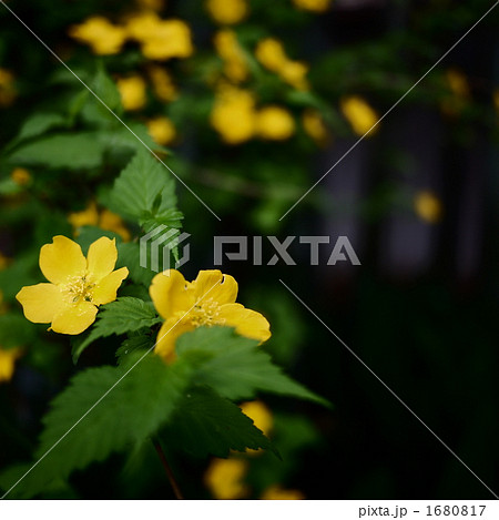 ヤマブキ 1680817