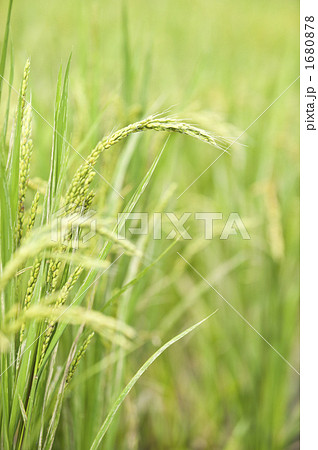 稲穂 1680878
