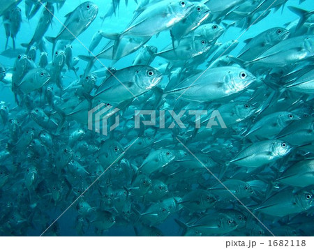 ギンガメアジ 1682118