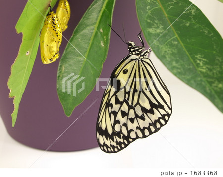 オオゴマダラ「蛹と成虫」 1683368
