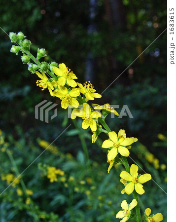 秋の気配キンミズヒキ 1683615